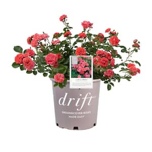 3 Gal. Coral Drift Rose Bush with Coral-Orange Flowers