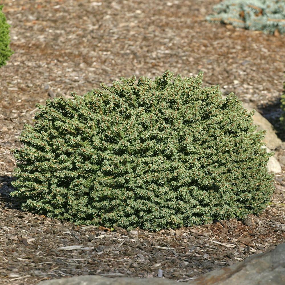 DIRECT GARDENING 3 Gal. Pot, Little Gem Spruce Bush Potted