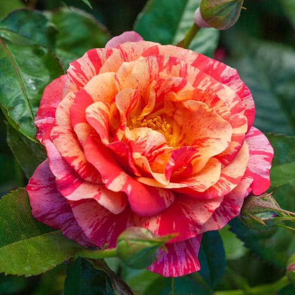 1 Gal. Pot, Frida Kahlo Floribunda Rose Potted Plant (1-Pack)