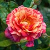 Spring Hill Nurseries Frida Kahlo Floribunda Rose, Dormant Bare Root ...