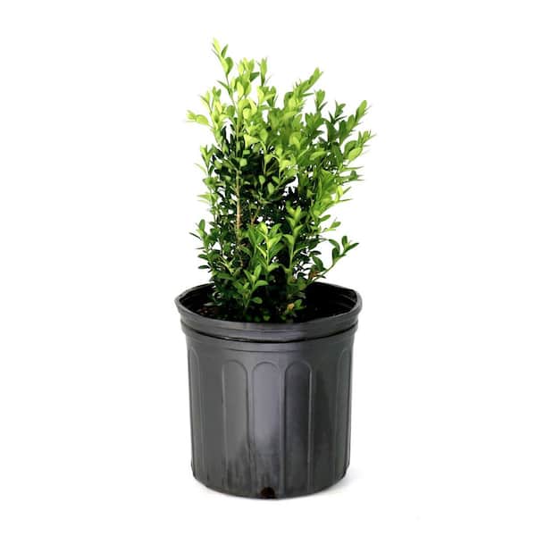 3 gal. Boxwood Green Velvet Shrub