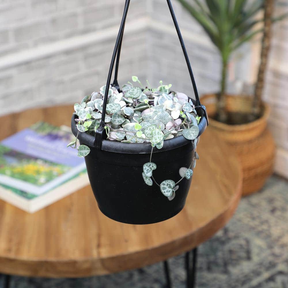 Variegated String of Hearts in Black Hanging Pot
