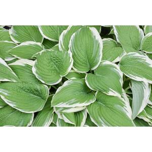 2.5 Qt. Hosta White Edge Leaf Plant in 6.3 In. Grower's Pot (4-Packs)