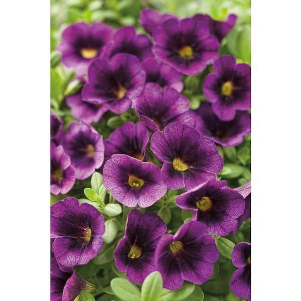 PROVEN WINNERS Superbells Grape Punch (Calibrachoa) Live Plant, Purple Flowers, 4.25 in. Grande