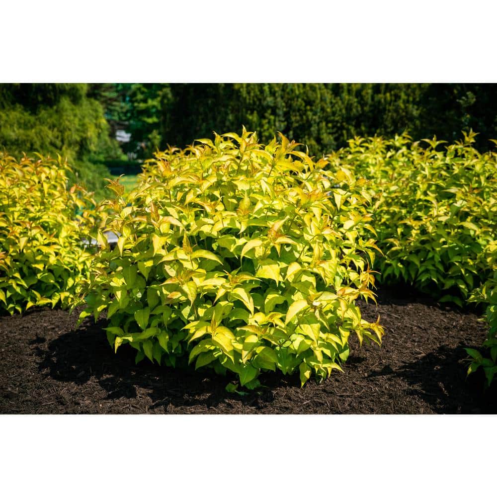 Firefly Honeysuckle Shrub with Amber and Honey Foliage