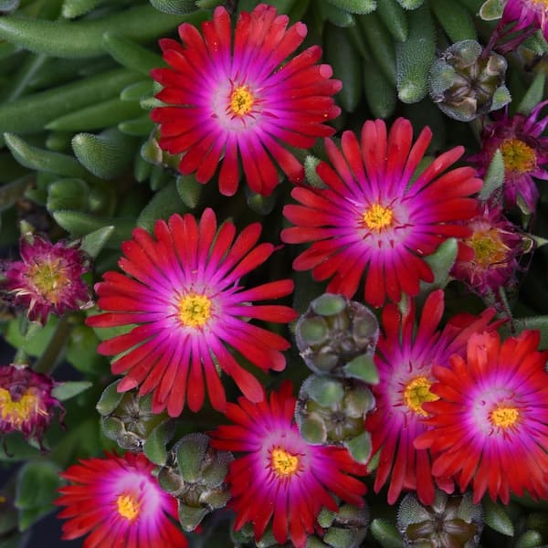 1.5 Pt. Ice Plant Delosperma Jewel Desert Garnet Perennial Plant (5-Pack)