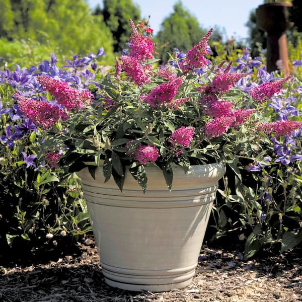 BLOOMABLES 3.25 in. Bloomables Dwarf Dapper Pink Buddleia Butterfly Bush with Bubblegum Pink Flowers (3-Piece)