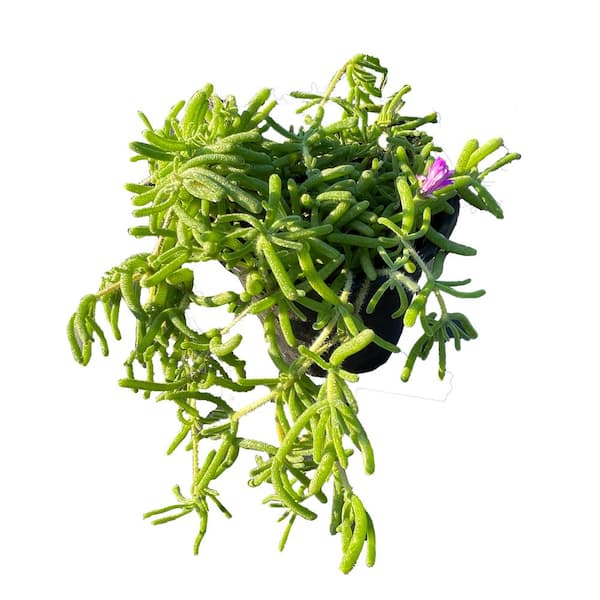 Cesicia 4 in. D x 3.5 in. H Non-Fragrant Pink Ice Plant with Pink Flowers(1-Pack)