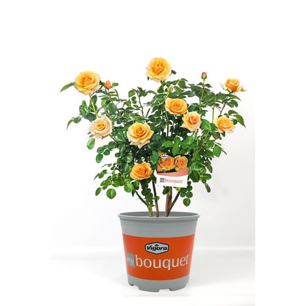 Vigoro 2 Gal. St. Tropez Rose with Apricot-Orange Flowers