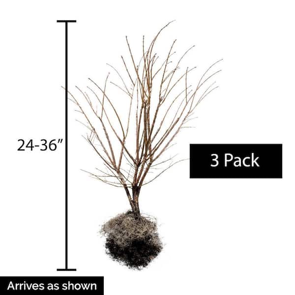 Gardens Alive! Burning Bush (Euonymus) Hedge Kit, Live Bareroot