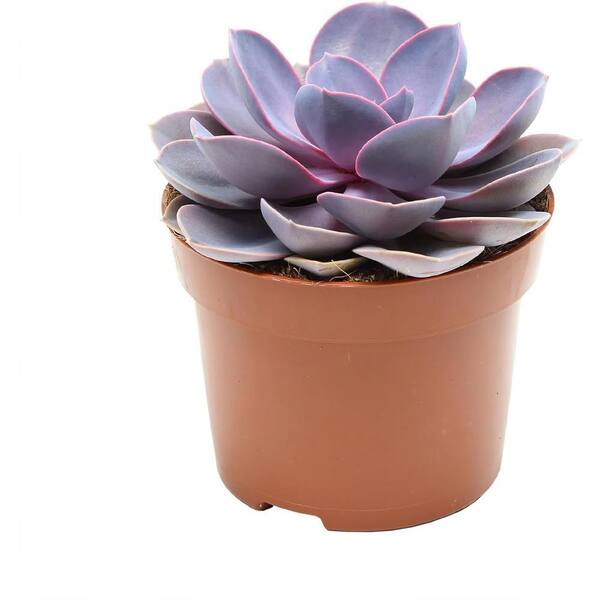 Wekiva Foliage Echeveria Purple Pearl-2 Live Starter Plants in 2 Inch Growers Pots-Rare and Colorful Compact Easy Care Succulent