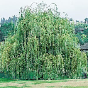 Weeping Willow Dormant Bare Root Starter Tree (1-Pack)