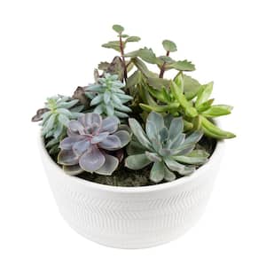 Indoor Cacti and Succulent Garden in 6 in. White Ceramic Bowl, Avg. Shipping Height 8 in. Tall