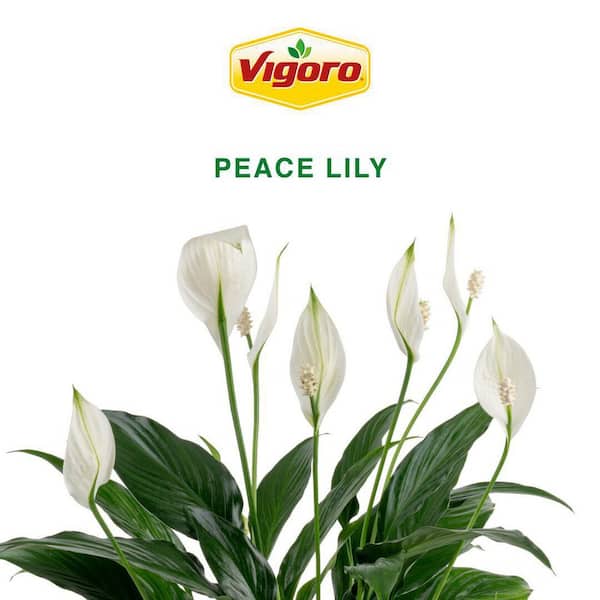 Air Purifying Houseplants Bundle: Spathiphyllum Peace Lily and Aglaonema Chinese  Evergreen Indoor Plants - The Home Depot