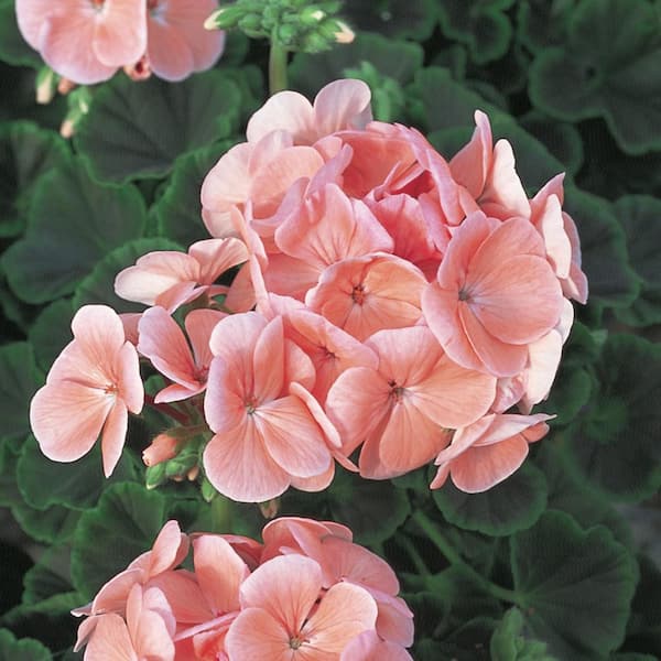 Vigoro 1.5 Pint Geranium Bullseye Salmon Orange Annual Plant