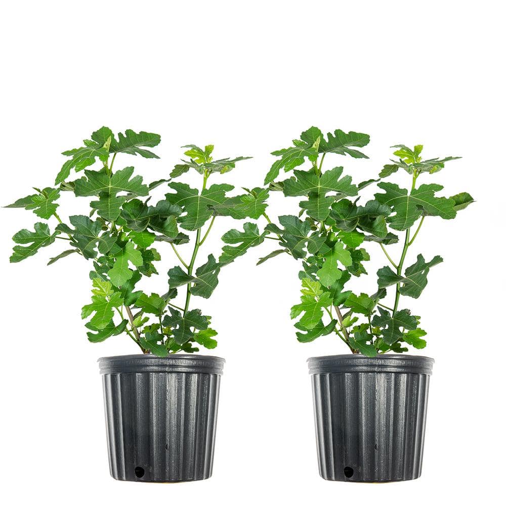 3 Gal. Fruiting Celeste Fig (2-Pack)