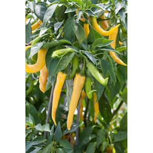 19 oz. Hot Golden Cayenne Pepper Plant
