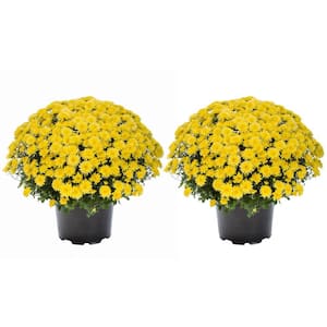 3 Qt. Live Yellow Chrysanthemum (Mum) Plant for Fall Garden, Porch or Patio (2-Pack)