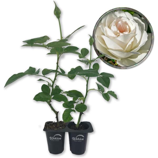 Wekiva Foliage Iceberg Rose Bush-2 Live Starter Plants in 2 in. Pots-Beautifully Fragrant Rose from Florida