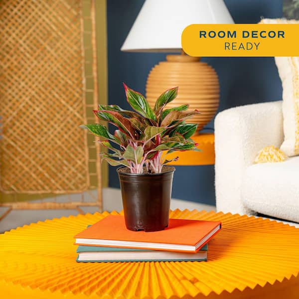 Aglaonema Creta Indoor Plant in 6 in. Grower Pot, Avg. Shipping Height 1-2 ft. Tall