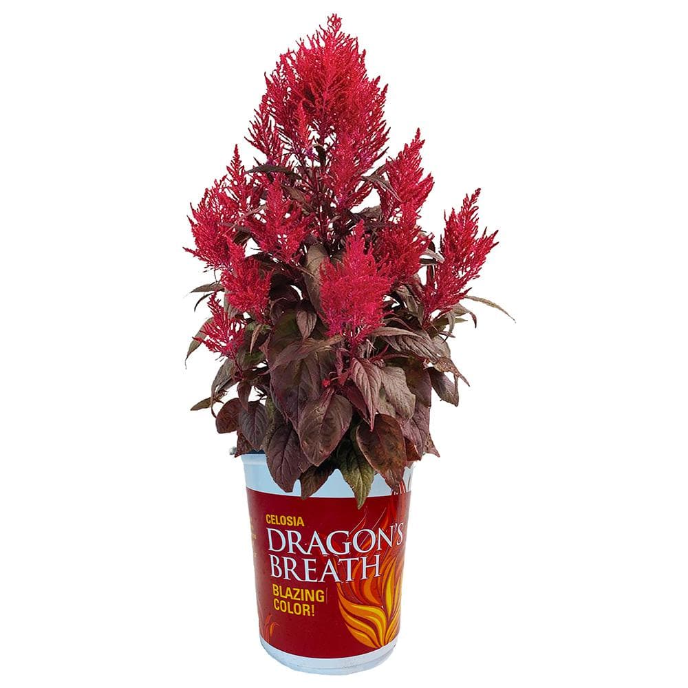 2 5 Qt Dragons Breath Celosia Plant With Blazing Red Blooms 4256 The Home Depot