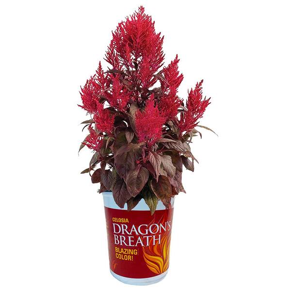 DRAGON'S BREATH 2.5 Qt. Dragons Breath Celosia Plant with Blazing-Red Blooms