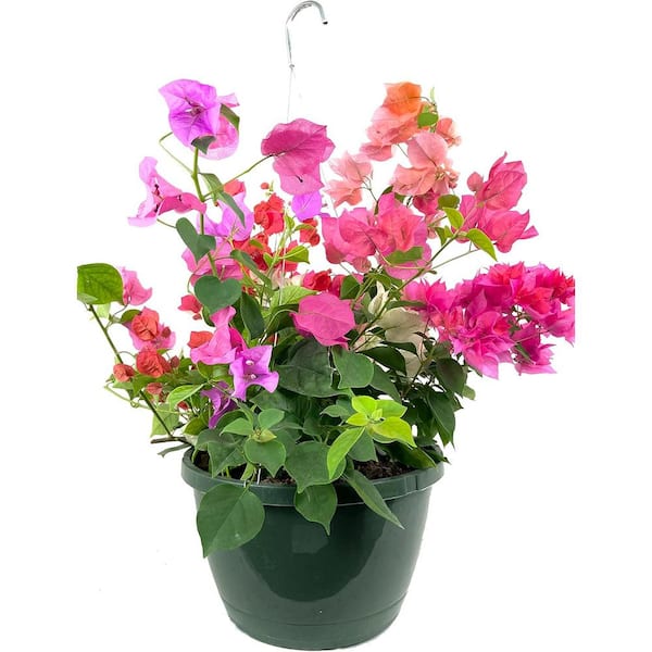 Wekiva Foliage Bougainvillea Hanging Basket-Live Plant in a 10 in. Hanging Pot-Multicolor-Flowering Shrub The Patio and Garden