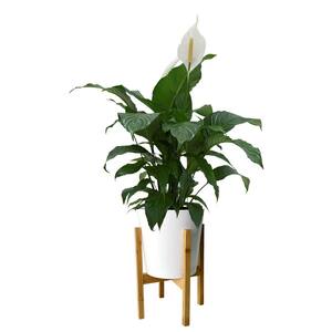 Spathiphyllum, Peace Lily Plant in 9.25 in. White Cylinder Pot and Stand