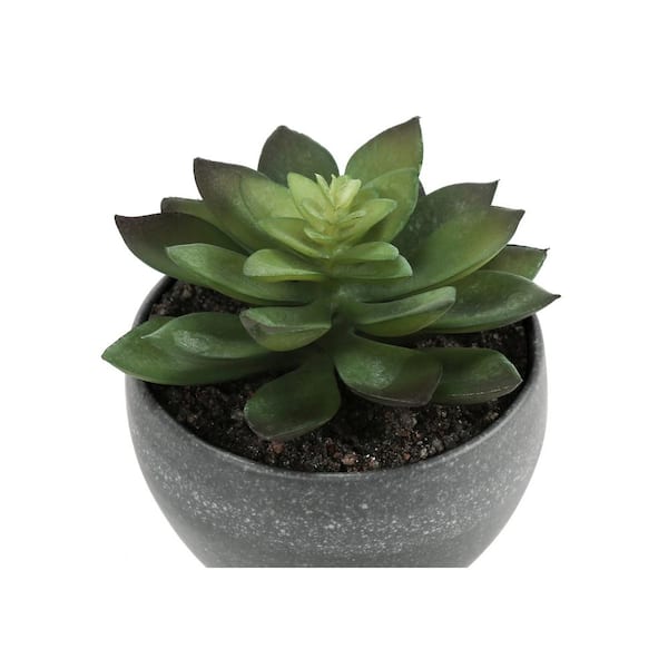Unbranded 3-Piece 6 in. Green Succulents in 3 in. Grey Cement Pots