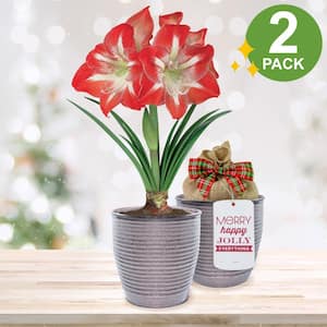 26/28 cm Minerva Amaryllis Bulb Gift Kit with Metal Container (2PK)