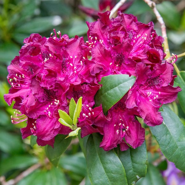 Gardens Alive! Polarnacht Rhododendron Dormant Bare Root Broadleaf Evegreen Shrub (1-Pack)