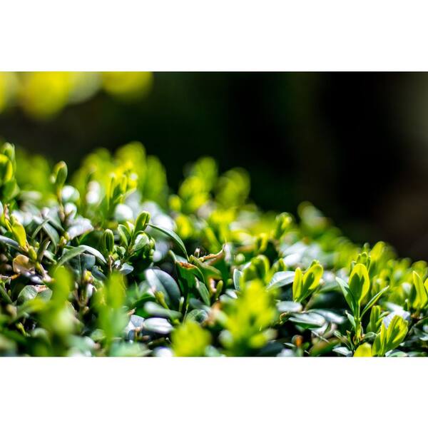 PLACENTA EXCELα ゆりーな PLACENTA EXCELα ゆりーな Ginza Tomato Rose Placenta Jewel