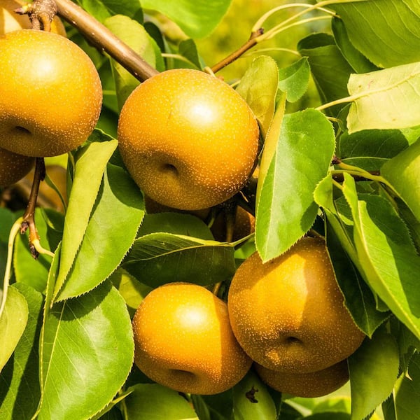 DIRECT GARDENING Drippin' Honey Pear Dormant Bare Root Standard
