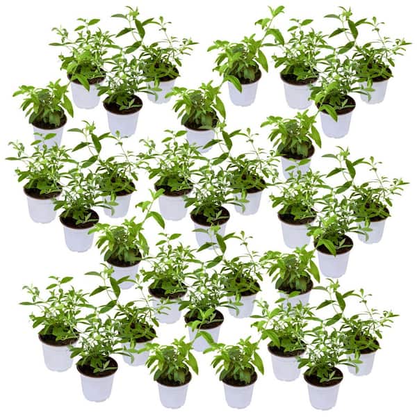 4 in. Triple Treat Butterfly Bush Shrub with Multicolor Flowers (32-Pack)