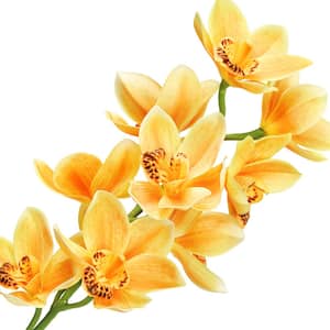 31 in. Large Yellow Artificial Cymbidium Orchid Flower Stem Spray (Set of 2)