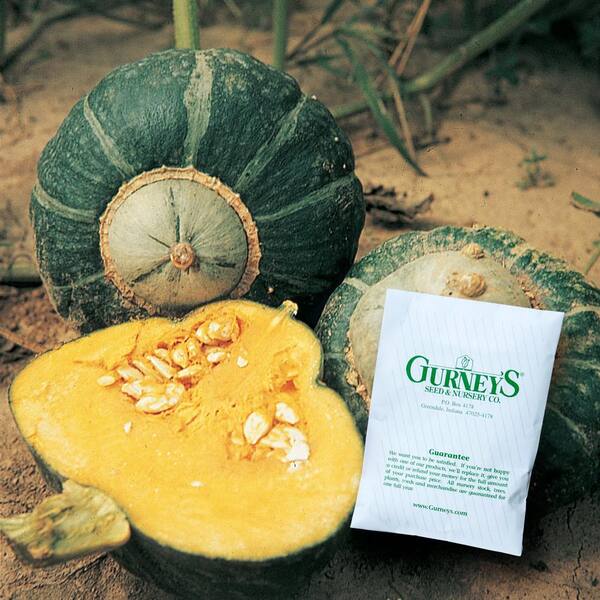 Gurney's Squash Winter Buttercup (25 Seed Packet)