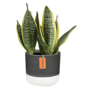 Grower's Choice Sansevieria Indoor Snake Plant in 6 in. Two Tone Ceramic Planter, Avg. Shipping Height 1-2 ft. Tall