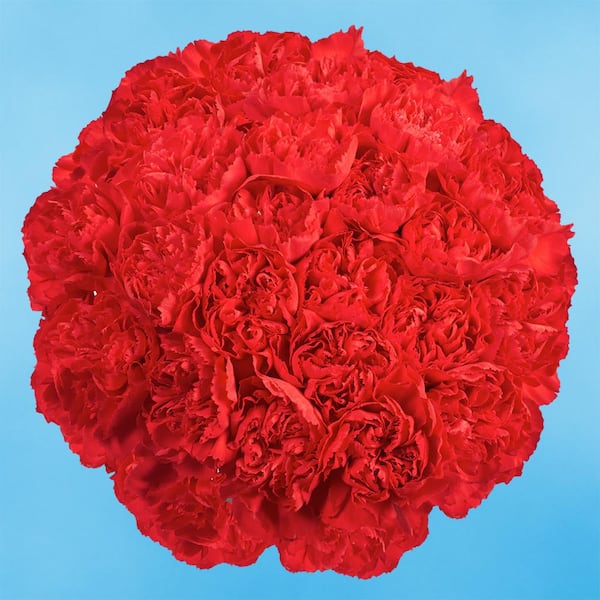 Globalrose Fresh Red Carnations (200 Stems)