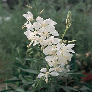 2.5 Qt. Belleza White Beeblossom Gaura Plant