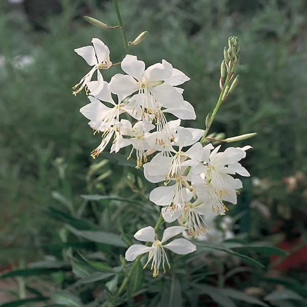 METROLINA GREENHOUSES 2.5 Qt. Belleza White Beeblossom Gaura Plant