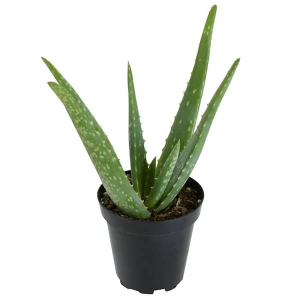 SMART PLANET Live Aloe Vera Succulent Plant, (Approx. 10in. Tall), 3.5in. Grower Pot, Easy Live Houseplant, Popular Indoor Succulents