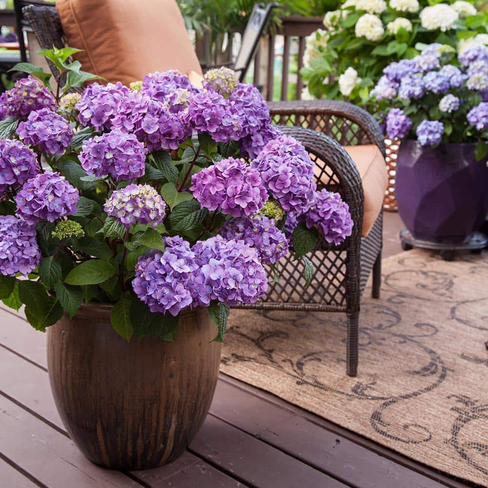 Endless Summer Purple and Blue Hydrangea in 1-Gallon Container