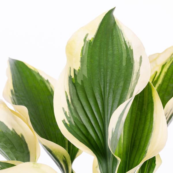 2 Qt. Green Variegated Patriot Hosta Perennial Plant (3-Pack)
