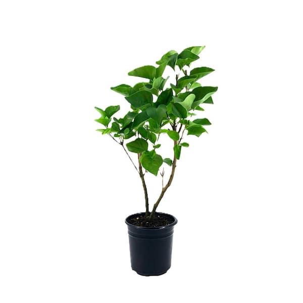 2.5 qt. Lilac President Grevy (Syringa) Live Shrub, Pale Lavender-Blue Flowers