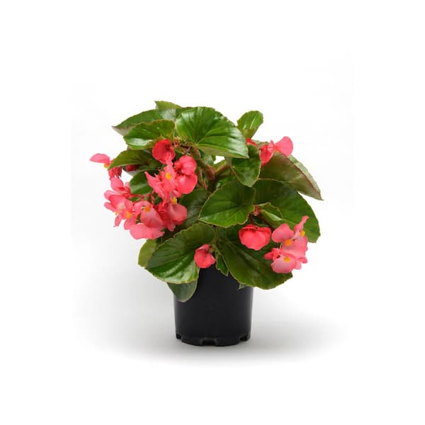 BELL NURSERY 4 in. Green Leaf Begonia Live Annual Plant with Pink Flowers (8-Pack)