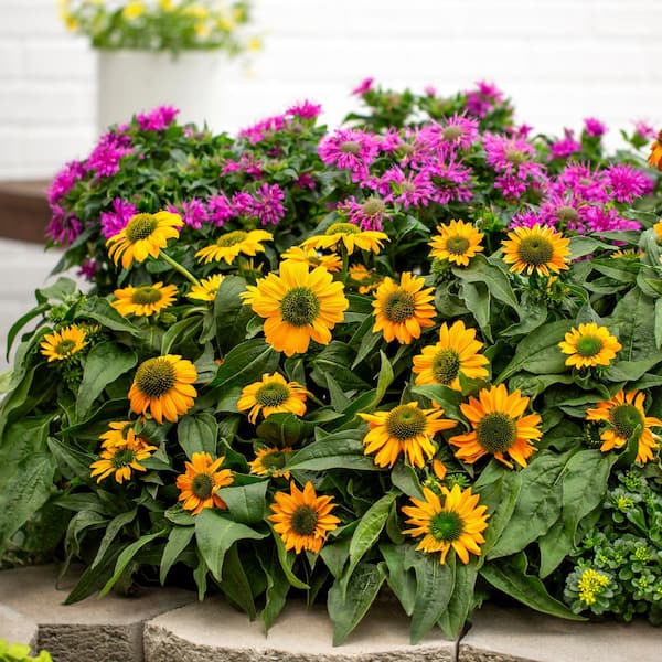 Vigoro 2 Qt. Echinacea Coneflower Artisan Yellow Ombre Perennial Plant (3-Pack)