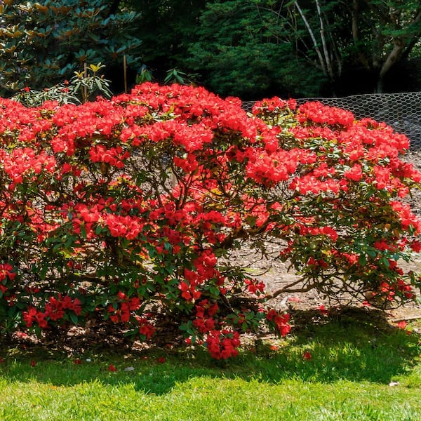 2.5 Quart Azalea 'Christina' Flowering Shrub with Red Flowers
