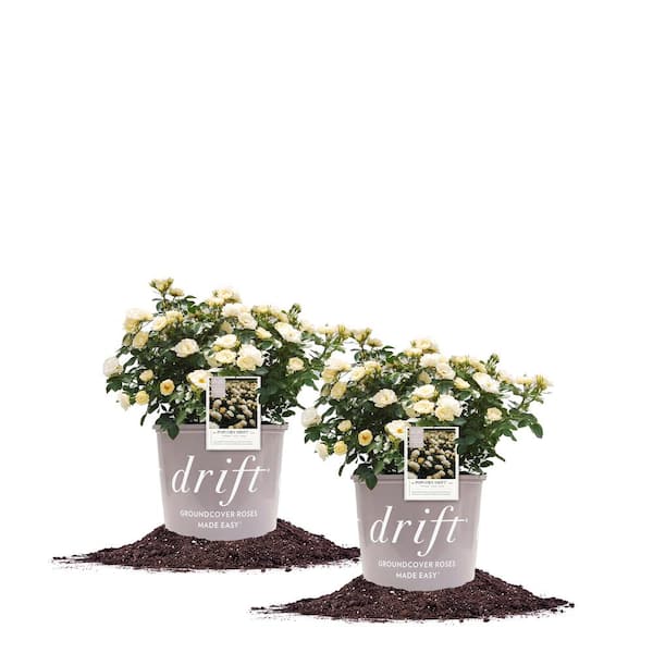 1 Gal. Popcorn Drift Rose Bush with Soft Yellow Flowers (2-Pack)