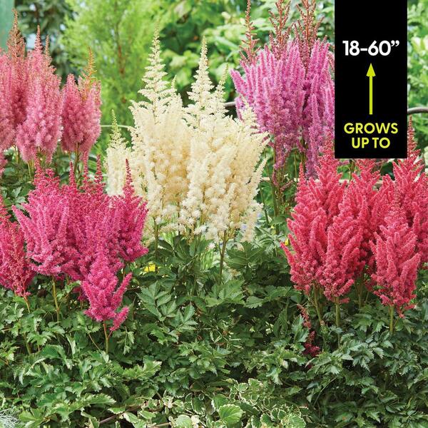 VAN ZYVERDEN Astilbe Premium Mixed Colors Roots (5-Set) 83524
