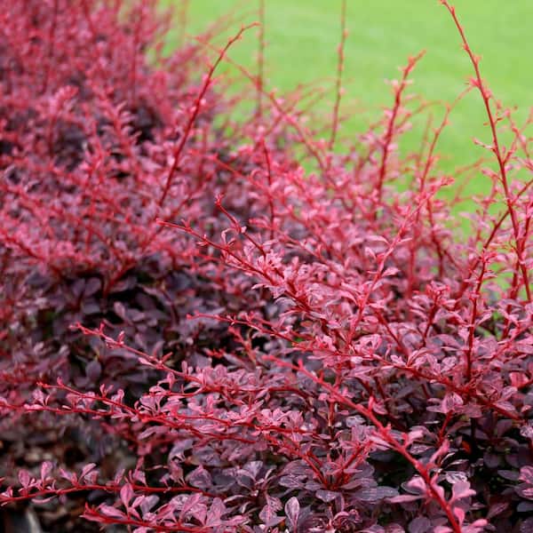 Alder & Oak #1 Container Rose Glow Japanese Barberry Shrubs (4-Pack)